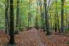 hoorneboegseheide4_017_small.jpg