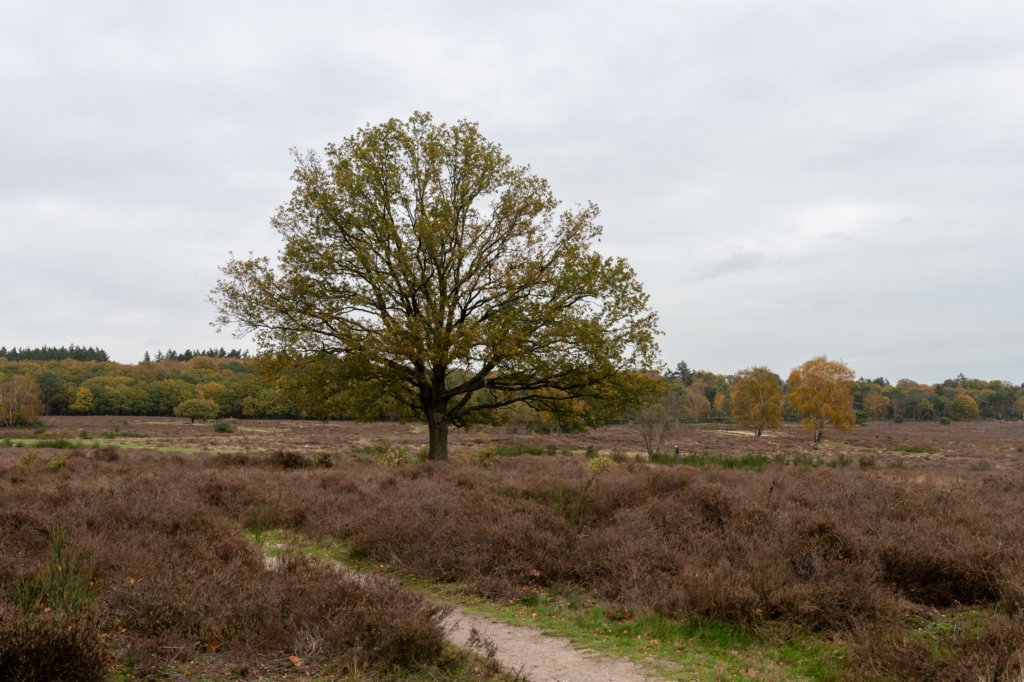 hoorneboegseheide4_018.jpg