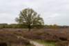 hoorneboegseheide4_018_small.jpg