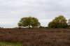 hoorneboegseheide4_019_small.jpg