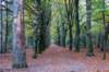 hoorneboegseheide4_022_small.jpg