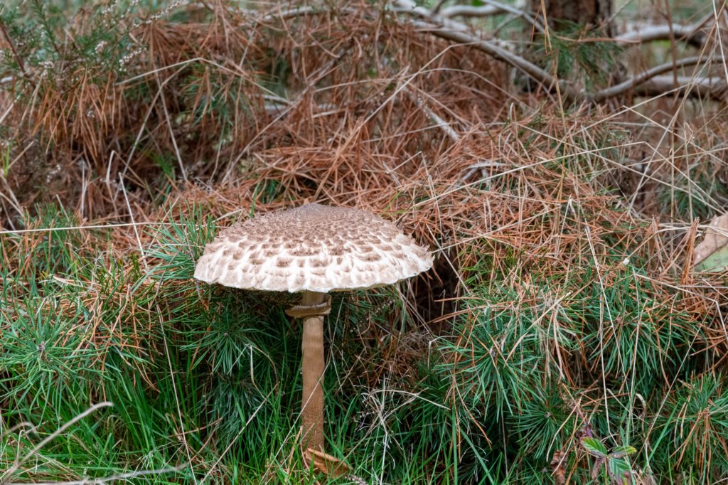 hoorneboegseheide4_025.jpg