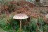 hoorneboegseheide4_025_small.jpg