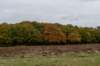 hoorneboegseheide4_026_small.jpg