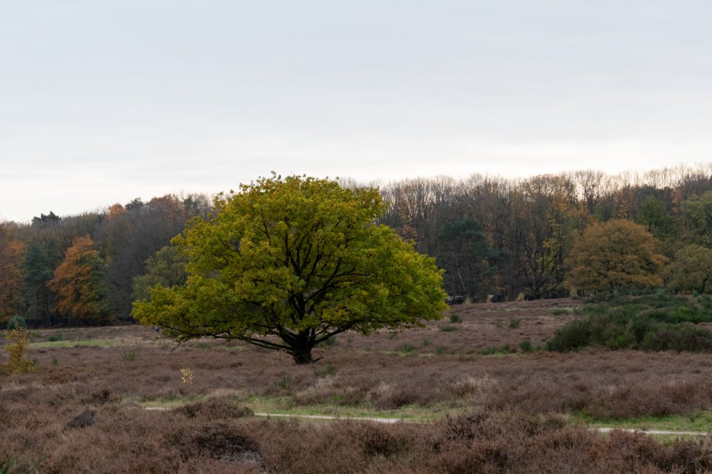 hoorneboegseheide4_027.jpg