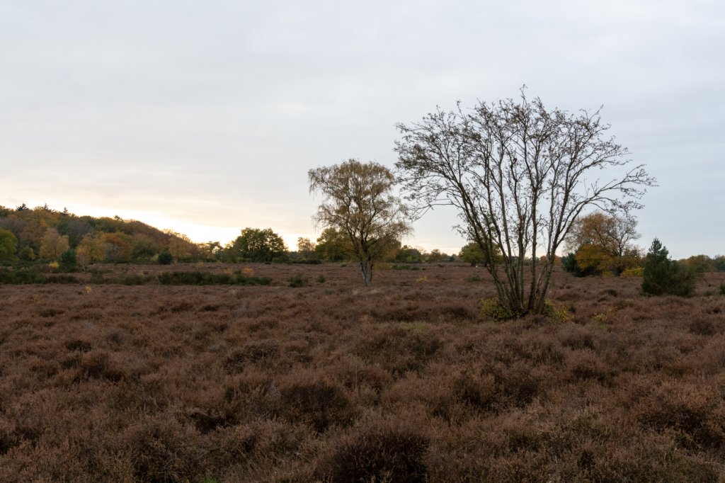 hoorneboegseheide4_030.jpg
