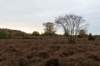 hoorneboegseheide4_030_small.jpg