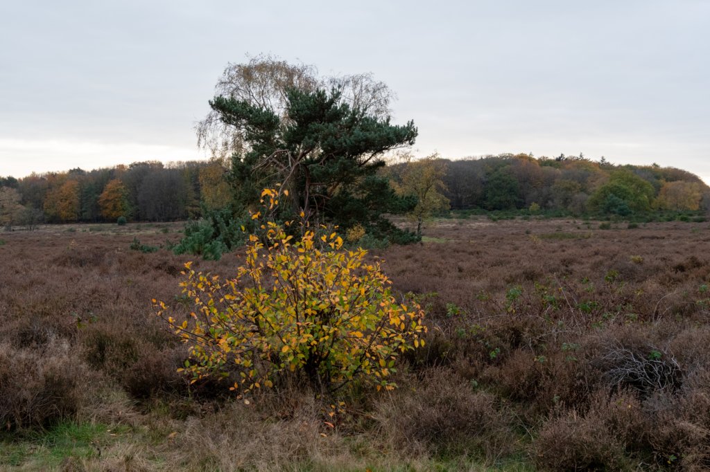 hoorneboegseheide4_032.jpg