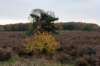 hoorneboegseheide4_032_small.jpg