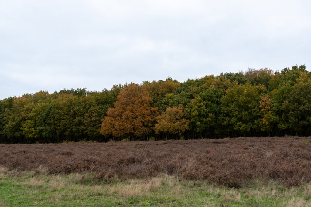 hoorneboegseheide4_033.jpg