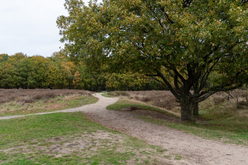 hoorneboegseheide4_034.jpg