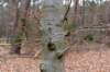 hoorneboegseheide5_002_small.jpg
