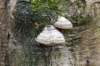hoorneboegseheide5_003_small.jpg