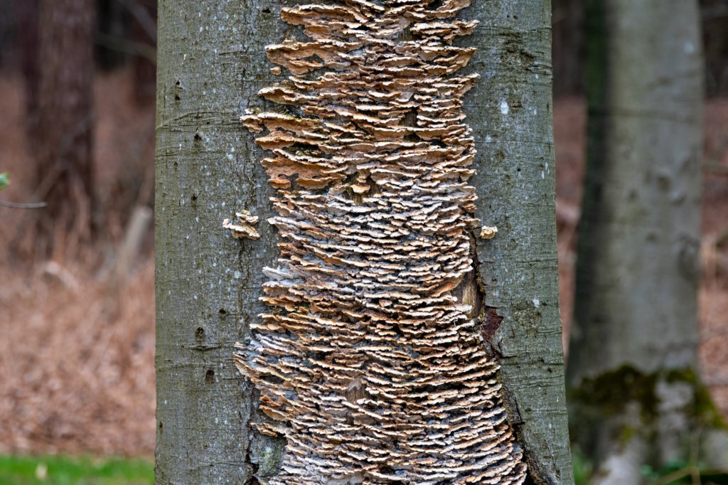hoorneboegseheide5_006.jpg