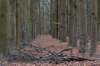 hoorneboegseheide5_010_small.jpg