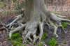 hoorneboegseheide5_011_small.jpg