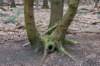 hoorneboegseheide5_013_small.jpg