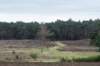 hoorneboegseheide5_015_small.jpg