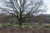 hoorneboegseheide5_016_small.jpg