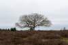 hoorneboegseheide5_019_small.jpg