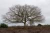 hoorneboegseheide5_020_small.jpg