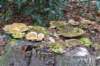 hoorneboegseheide5_029_small.jpg