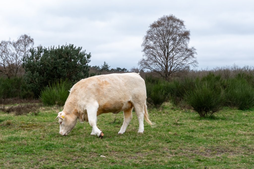 hoorneboegseheide5_030.jpg