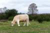 hoorneboegseheide5_030_small.jpg