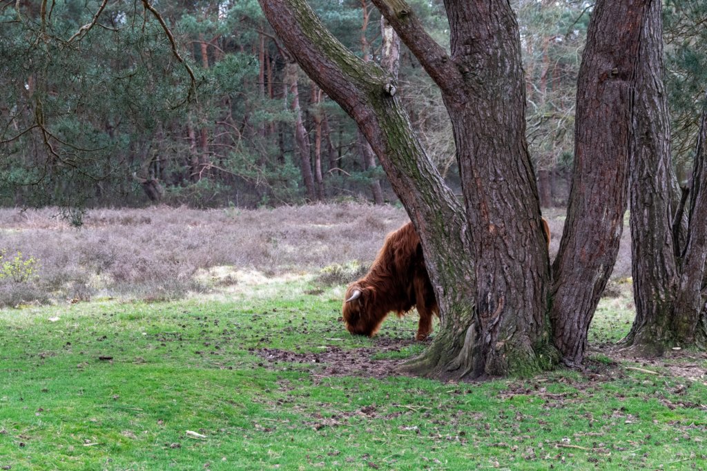 hoorneboegseheide5_033.jpg