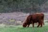 hoorneboegseheide5_035_small.jpg