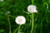 hurnsekil_006_small.jpg