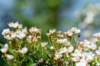 hurnsekil_016_small.jpg