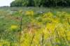 hurnsekil_025_small.jpg