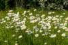 hurnsekil_034_small.jpg