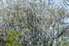 hurnsekil_040_small.jpg