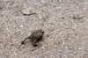 hurnsekil_058_small.jpg