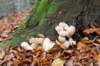 arnhem_009_small.jpg