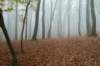 arnhem_053_small.jpg