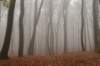 arnhem_054_small.jpg