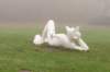 arnhem_070_small.jpg