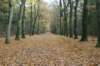 kaapsebossen_001_small.jpg