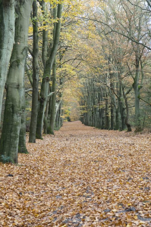 kaapsebossen_002.jpg