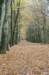 kaapsebossen_002_small.jpg