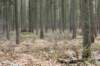 kaapsebossen_003_small.jpg