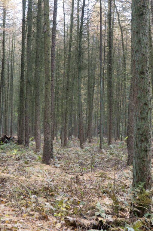 kaapsebossen_004.jpg