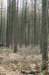 kaapsebossen_004_small.jpg