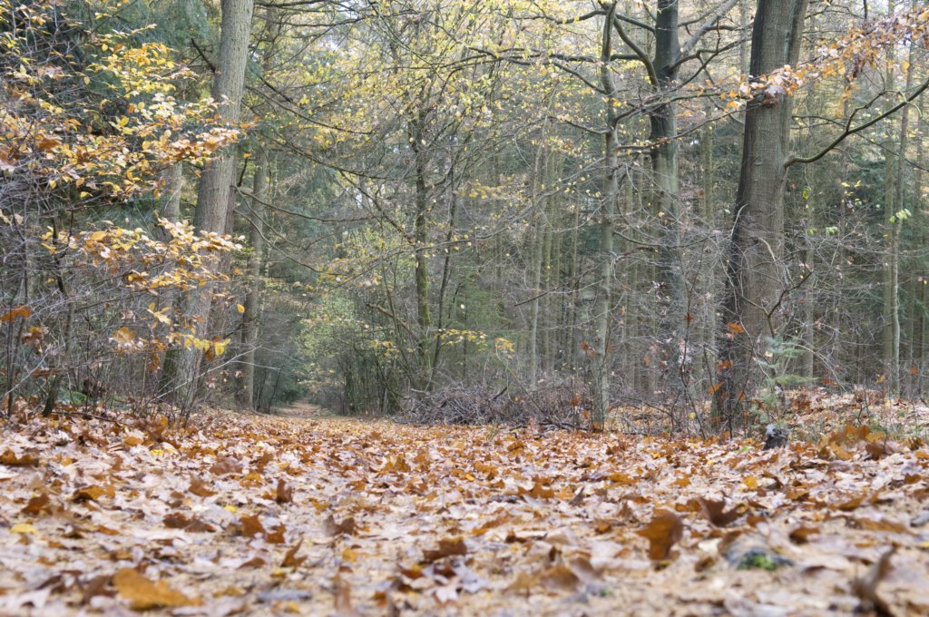 kaapsebossen_005.jpg