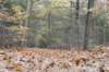 kaapsebossen_005_small.jpg