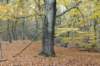 kaapsebossen_006_small.jpg