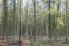 kaapsebossen_007_small.jpg